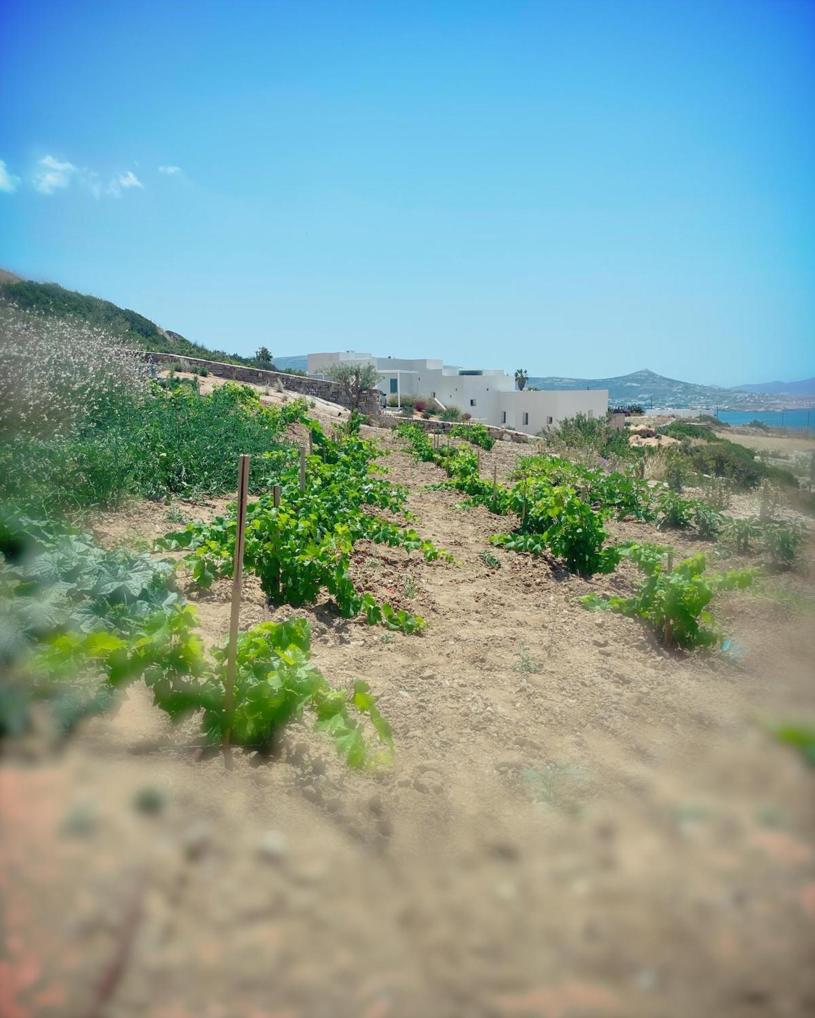 Olithos Villas Krotiri ภายนอก รูปภาพ
